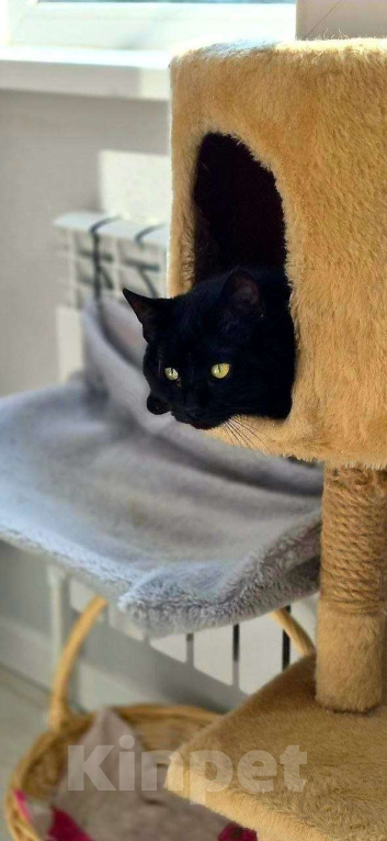 Кошки в Москве: Кошечка Чернушка ищет дом Девочка, Бесплатно - фото 1