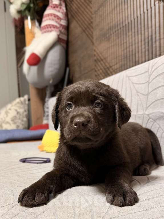 Собаки в других городах Московской области: Шоколадный щенок лабрадора Мальчик, 100 000 руб. - фото 5
