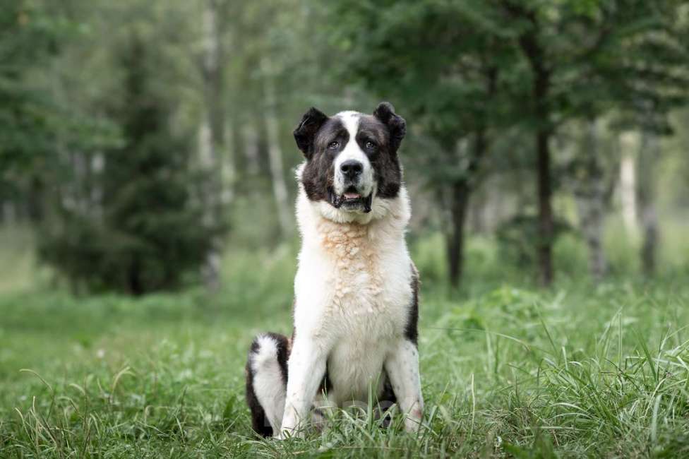 Собаки в Москве: Чебурашка Мальчик, Бесплатно - фото 5