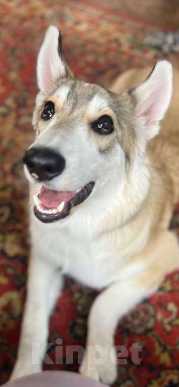 Собаки в других городах Московской области: Анри якутенок в добрые руки Мальчик, Бесплатно - фото 2