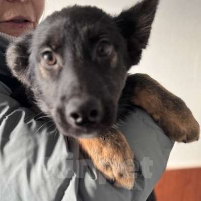 Собаки в Москве: Щенки в поиске дома! Срочно Мальчик, Бесплатно - фото 3