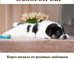 Собаки в Москве: Щенки эксклюзивных пород ищут хозяев! Мальчик, 10 руб. - фото 4