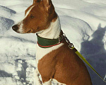 Собаки в Мурманске: Кобель для вязок. Мальчик, 1 руб. - фото 2