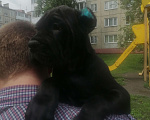 Собаки в Кемерово: Кане корсо  Мальчик, 55 000 руб. - фото 2