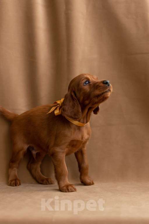 Собаки в Севастополе: Щенки ирландского красного сеттера Мальчик, 45 000 руб. - фото 10