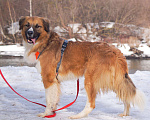 Собаки в Москве: Роскошный молодой Граф ищет дом и нового хозяина Мальчик, Бесплатно - фото 4