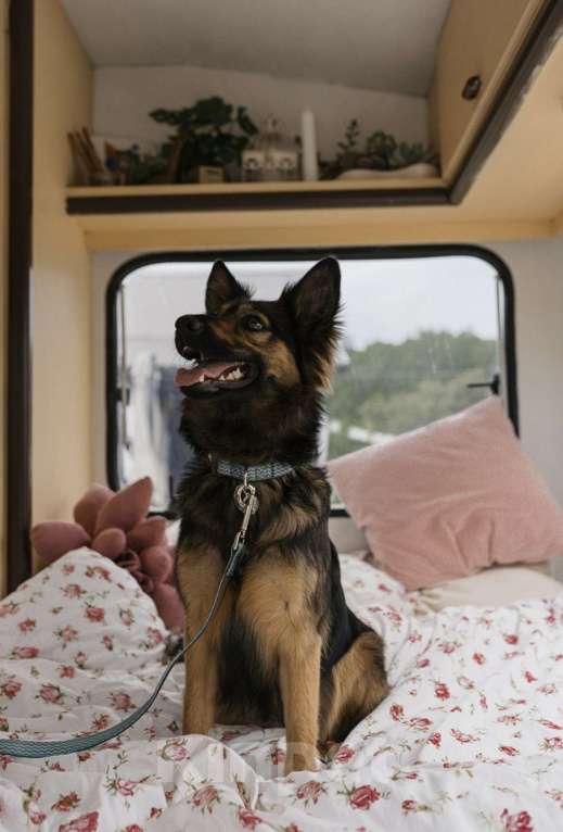 Собаки в Москве: Озорная малышка Клер ищет дом Девочка, Бесплатно - фото 2