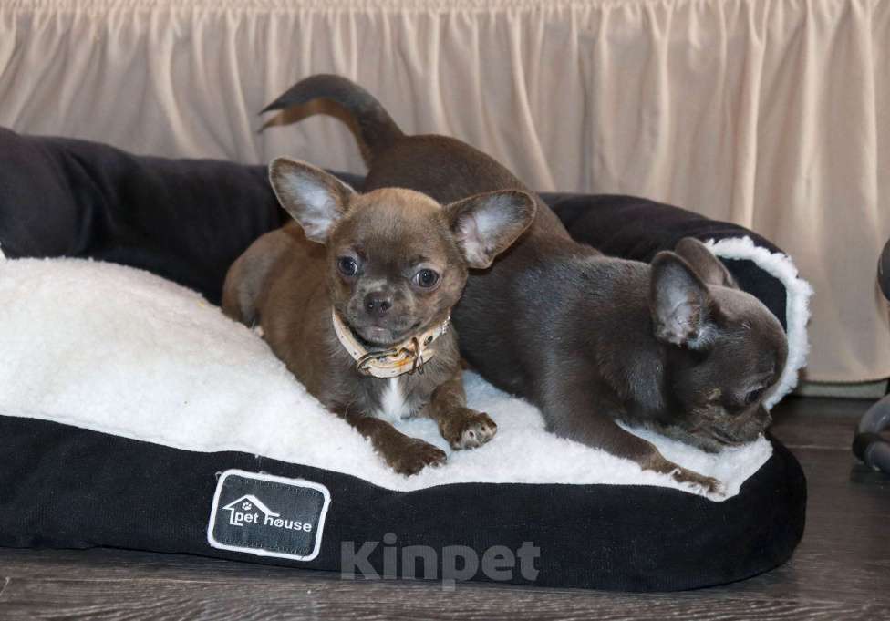 Собаки в Москве: Голубо-Тигровая чихуахуа🌸 Девочка, 55 000 руб. - фото 2