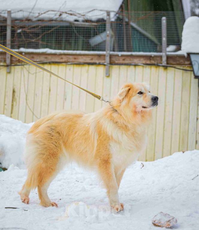 Собаки в Москве: Пушистая, добрая, красивая собака Уля в добрые руки Девочка, Бесплатно - фото 5