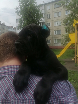 Объявление: Кане корсо , 55 000 руб., Кемерово