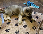 Собаки в Москве: Отдам щенка в добрые руки Девочка, Бесплатно - фото 7