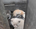 Кошки в Омске: Котята в добрые руки Мальчик, Бесплатно - фото 1