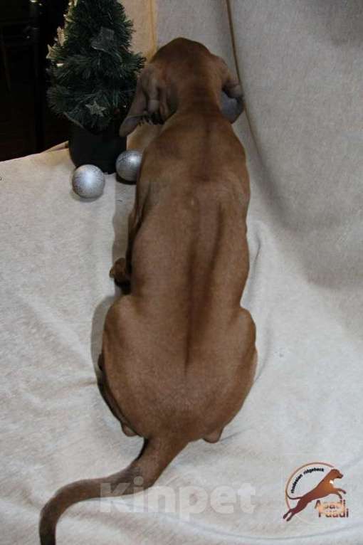 Собаки в Одинцово: Очаровательная девочка стандарт Девочка, 120 000 руб. - фото 4