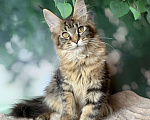 Кошки в Санкт-Петербурге: Котёнок мейн кун. Кошечка чёрного мраморного окраса. Девочка, 20 000 руб. - фото 3