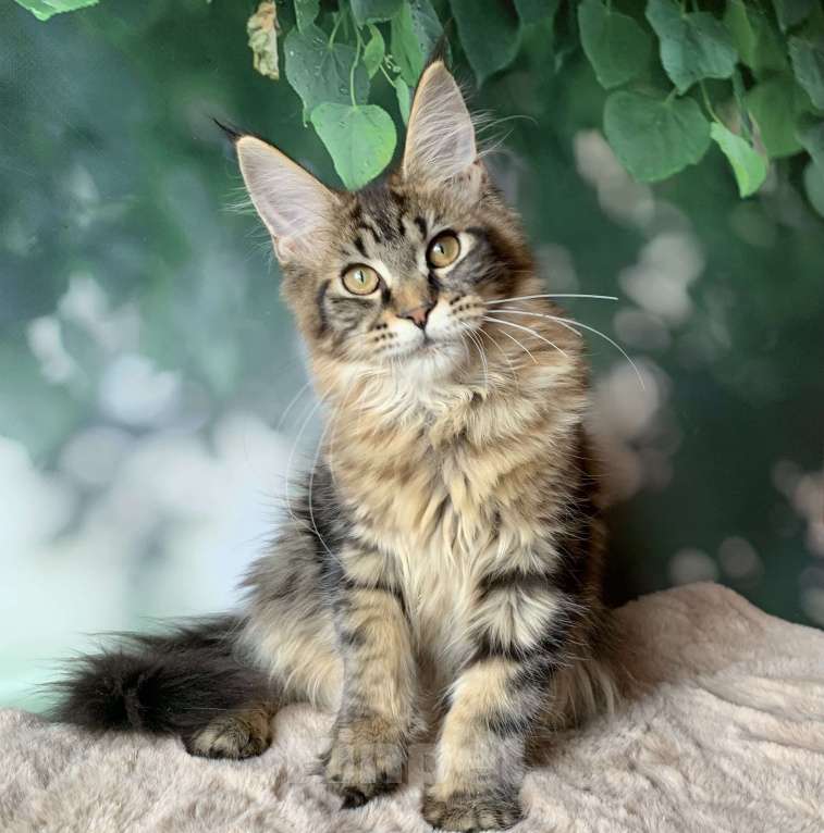 Кошки в Санкт-Петербурге: Котёнок мейн кун. Кошечка чёрного мраморного окраса. Девочка, 20 000 руб. - фото 3