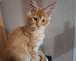 Кошки в Одинцово: Котёнок мейн-кун Девочка, 40 000 руб. - фото 1