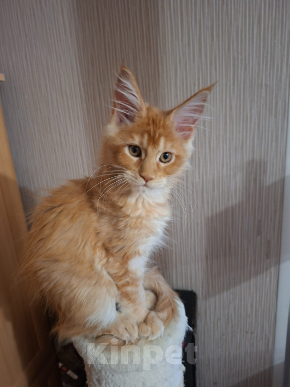 Кошки в Одинцово: Котёнок мейн-кун Девочка, 40 000 руб. - фото 1