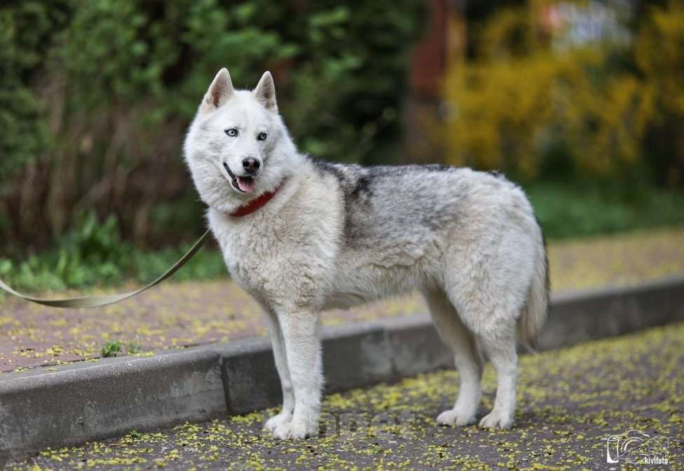 Собаки в Москве: Хаски Марго в добрые руки  Девочка, Бесплатно - фото 5