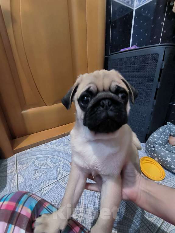 Собаки в Ульяновске: Щенок Мопса Мальчик, 29 000 руб. - фото 7