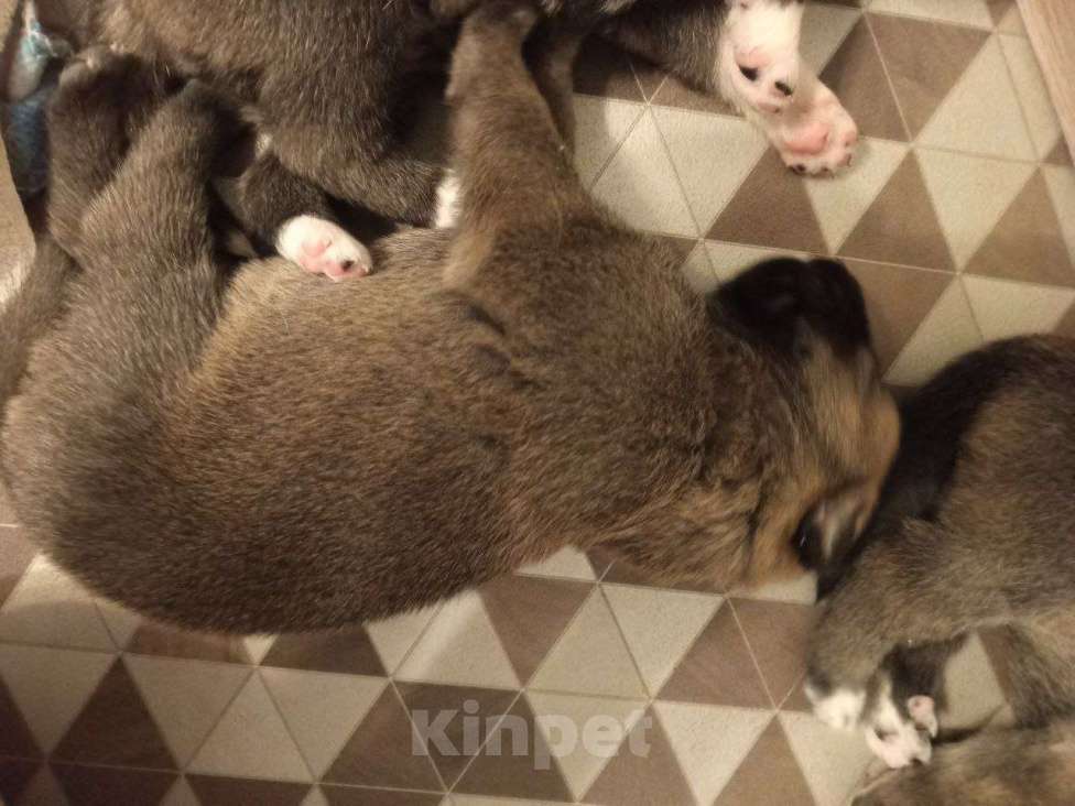 Собаки в Котласе: Щенята от умной овчарки  Мальчик, Бесплатно - фото 2