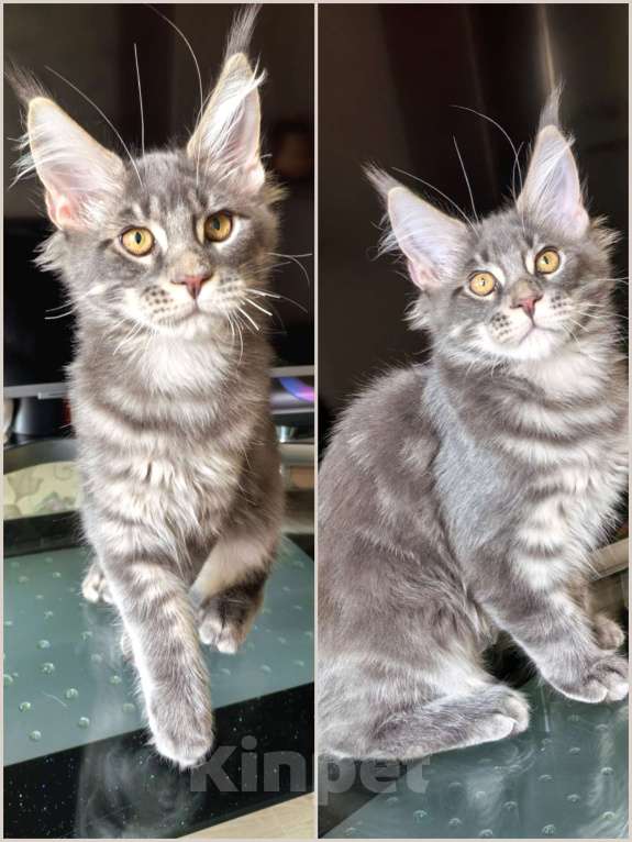 Кошки в Краснодаре: Котята Мейн-кун Разнополые, 35 000 руб. - фото 6