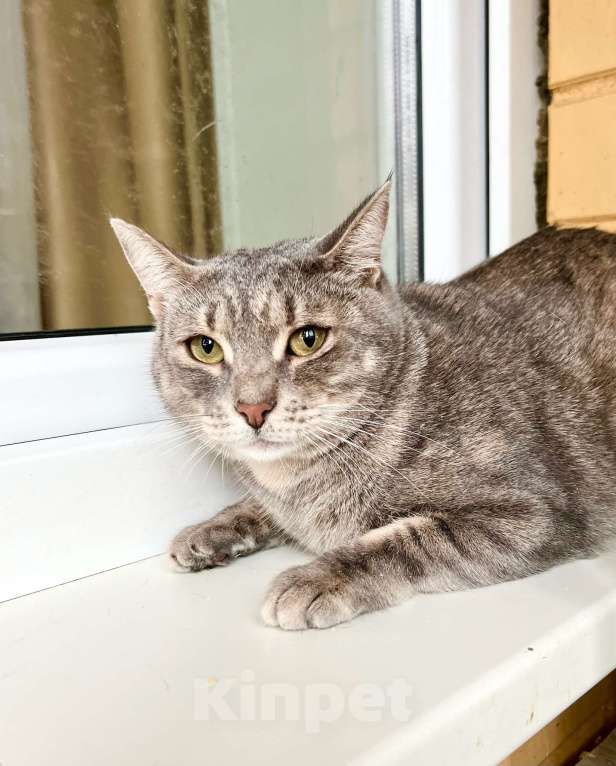 Кошки в Москве: Полосатая Элис юная кошечка в добрые руки Девочка, Бесплатно - фото 8