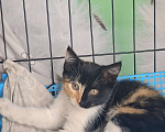 Кошки в Москве: Котёнок "химера" в поисках хозяев Девочка, Бесплатно - фото 4