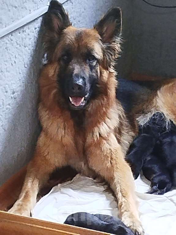 Собаки в Долгопрудном: Щенки немецкой овчарки Девочка, 35 000 руб. - фото 4
