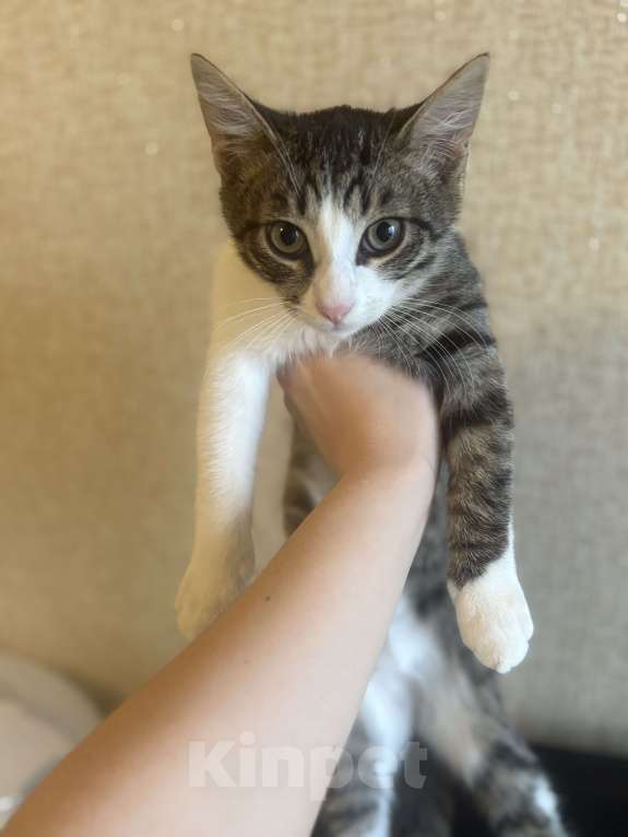 Кошки в Москве: Маленький котёнок Лаки в добрые руки  Мальчик, Бесплатно - фото 1