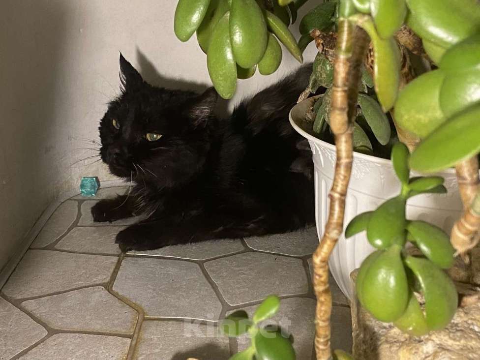 Кошки в Москве: Красавица и умница кошка Багира в добрые руки! Девочка, Бесплатно - фото 1