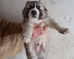 Собаки в Мценске: Продам собаку Мальчик, 8 000 руб. - фото 3