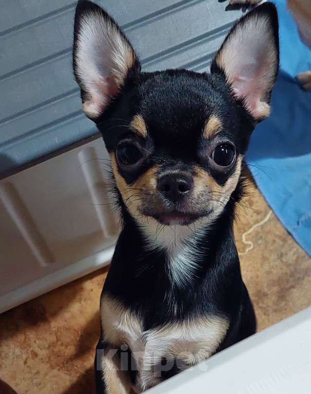 Собаки в Омске: Девочка чихуахуа Девочка, Бесплатно - фото 5
