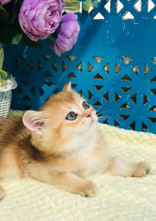 Кошки в Санкт-Петербурге: золотой котик Мальчик, 35 000 руб. - фото 1