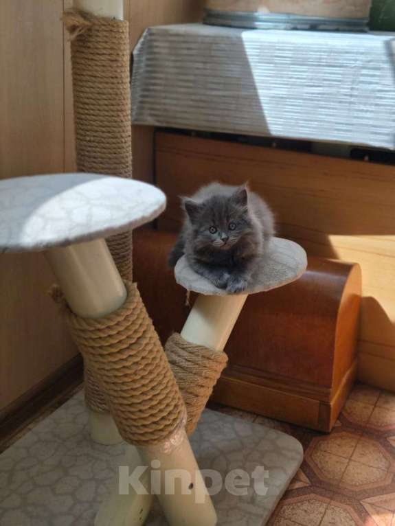 Кошки в Армавире: Продаю котят Мальчик, 10 000 руб. - фото 1