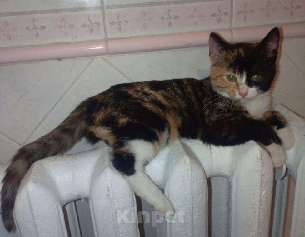 Кошки в Москве: Трехцветный котенок Умка в добрые руки Девочка, 1 руб. - фото 1