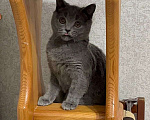 Кошки в Балашихе: Даром в добрые руки молодая кошечка Девочка, 1 руб. - фото 4