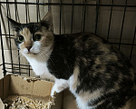 Кошки в Санкт-Петербурге: Ласковая трёхцветная кисуня 5 мес Девочка, Бесплатно - фото 3