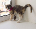 Кошки в Москве: Шотландский вислоухий короткошёрстный котёнок Девочка, 12 000 руб. - фото 3