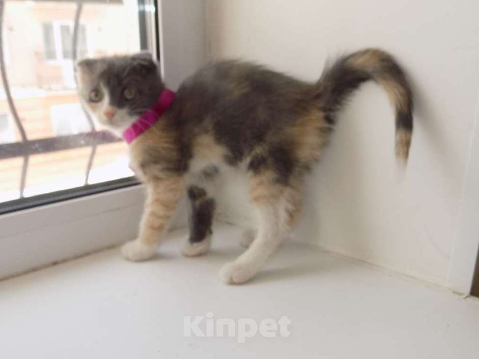 Кошки в Москве: Шотландский вислоухий короткошёрстный котёнок Девочка, 12 000 руб. - фото 3