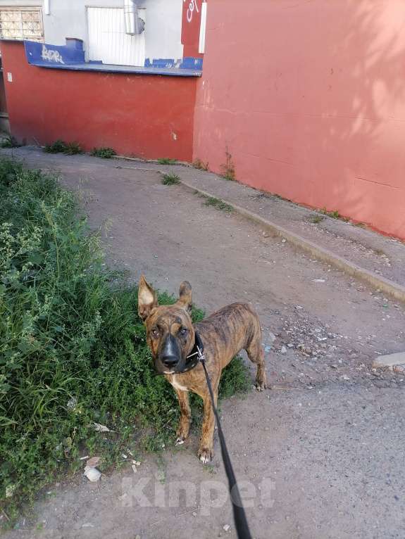 Собаки в Перми: Потерялся щенок, 8 мес, мальчик тигрового окраса, на груди белая звезда, очень активный. Мальчик, 1 000 руб. - фото 1