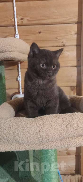 Кошки в Санкт-Петербурге: Фея Девочка, 40 000 руб. - фото 5