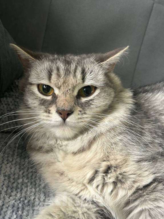 Кошки в Котельнике: Найдена, подобрана кошка!  Девочка, Бесплатно - фото 2