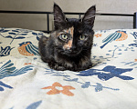 Кошки в Москве: Котенок девочка Костяная Римма Девочка, Бесплатно - фото 1