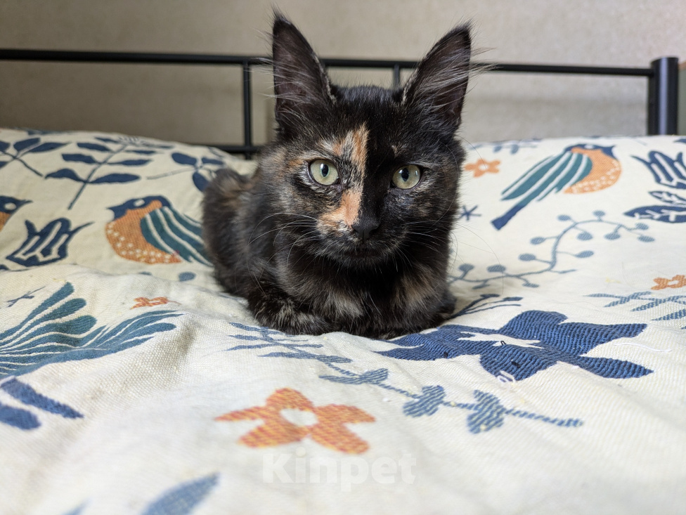 Кошки в Москве: Котенок девочка Костяная Римма Девочка, Бесплатно - фото 1
