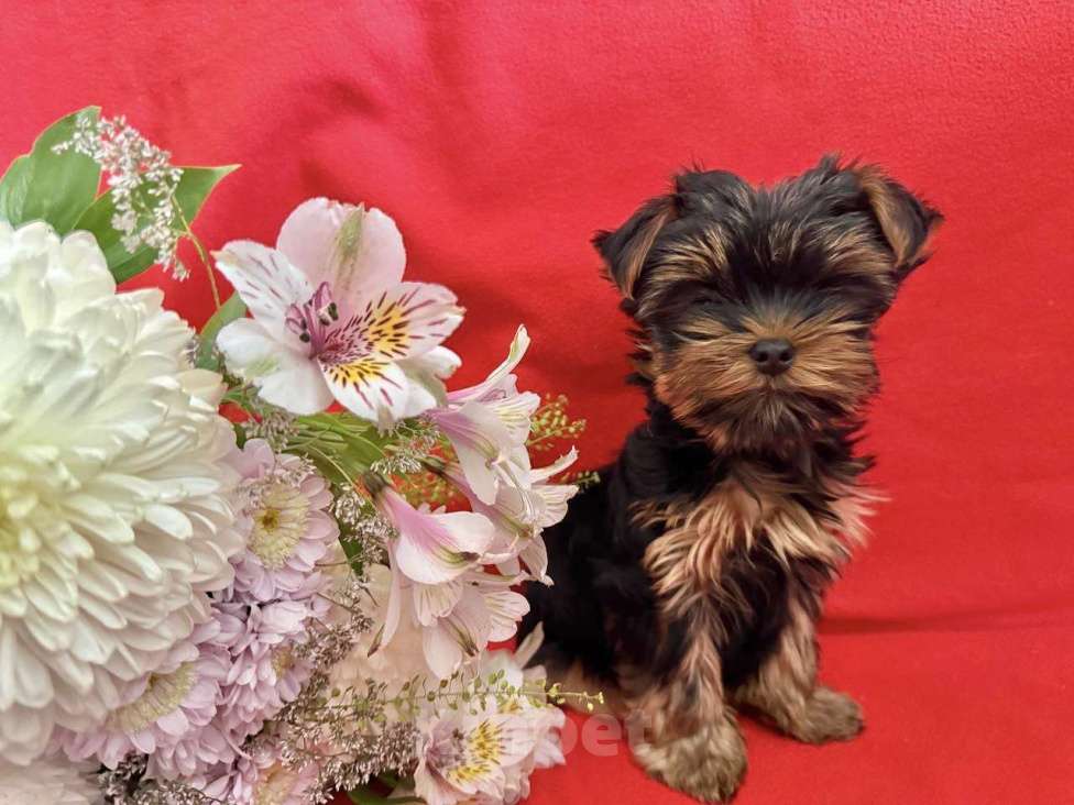 Собаки в Санкт-Петербурге: Щеной йоркширского терьера Мальчик, Бесплатно - фото 5