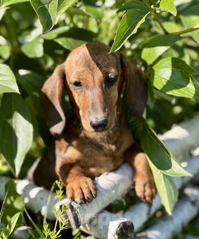 Собаки в Москве: Шикарная Тигровая кроличья девочка кролик  Девочка, 90 000 руб. - фото 3