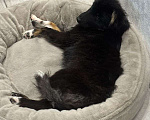 Собаки в Клине: Щенок 5 месяцев  Мальчик, Бесплатно - фото 4
