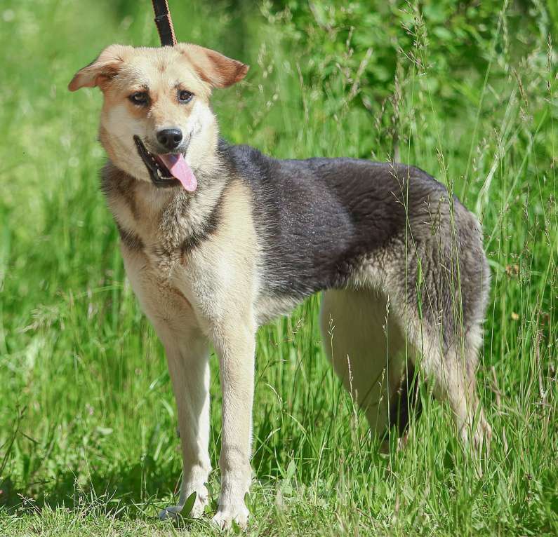 Собаки в Москве: Марти. Нежная скромница из приюта Девочка, Бесплатно - фото 4