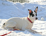 Собаки в Чехове: Красавица Ася ищет любящий дом! Девочка, Бесплатно - фото 4