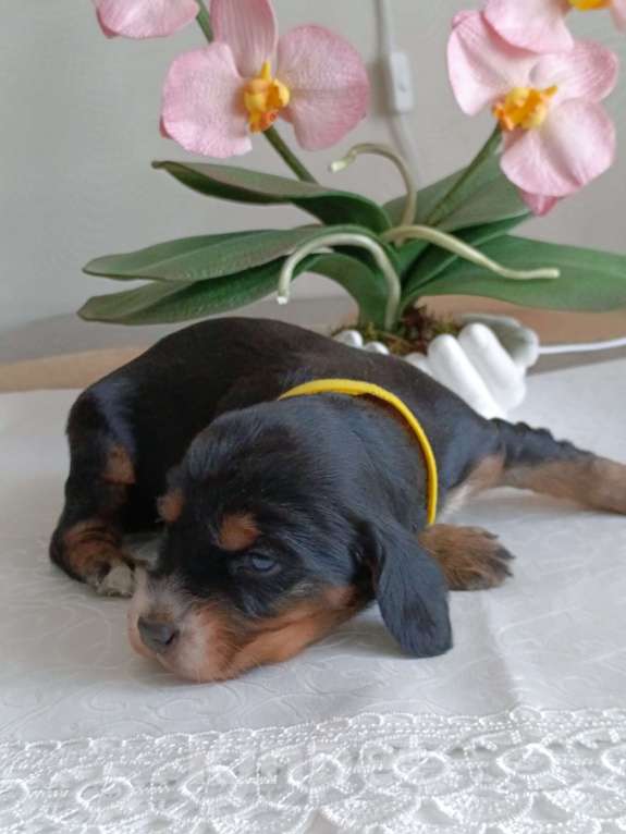 Собаки в Москве: Русский охотничий спаниель мальчик Мальчик, 50 000 руб. - фото 6